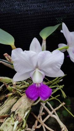C. Walkeriana S/A Tokyo x (Cobiçada x Dona Terezinha) x Rosada #202