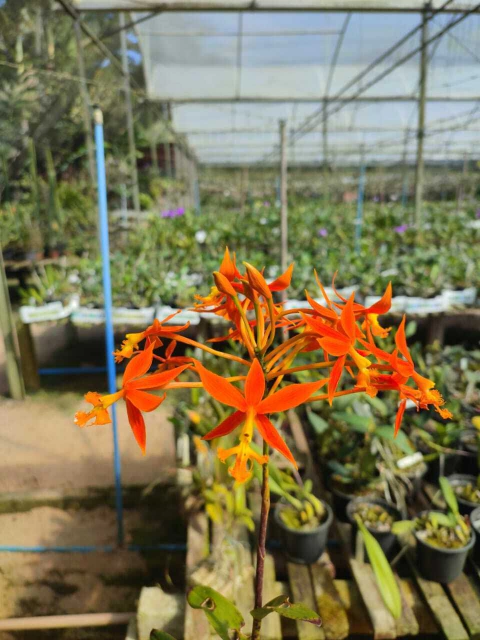 Epidendrum Chamburgkii Adulta