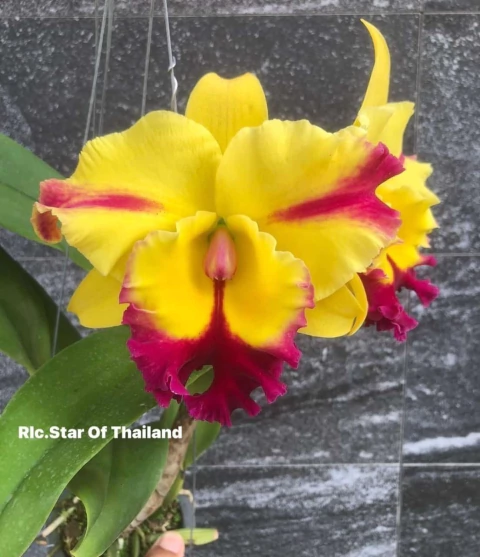 Rlc.Star Of Thailand tamanho 8 centimetros - comprar online