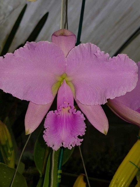 C. warneri concolor Blumenfest x boa forma ( tamanho 2 )