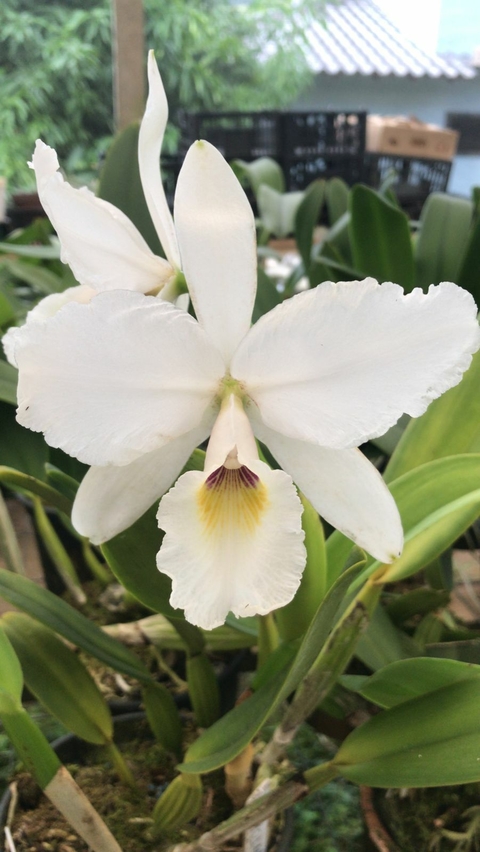 C. Labiata S/A Tubular - pre-Adulta