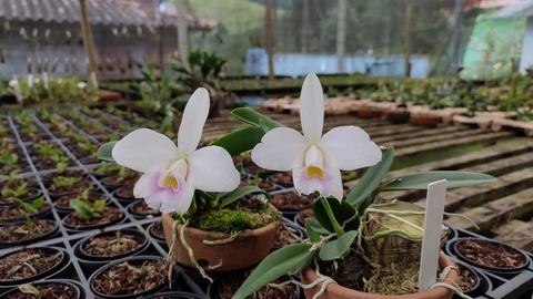 Hadrolaelia Pumila Amoena (Delicata AWZ x Amoena) / pre-Adulta (FOTO DE RESULTADO)