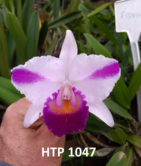 Quadricolor Flamea x Sibling / Tamanho 3