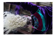 Alondrita Campera de plush - tienda online