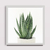 Suculenta - comprar online