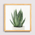 Suculenta - Los Quadros | Quadros para sua decoração