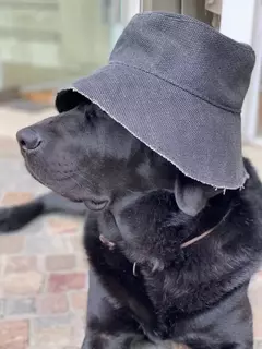 PILUSO