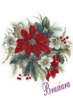55230 Poinsettia - comprar online