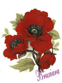 55434(B) Flor Papoula Red
