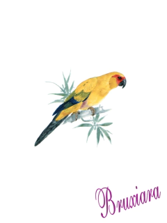 55738(F) Aves Exóticas