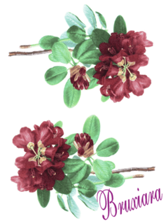 80050 Flor - comprar online