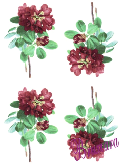 80050 Flor na internet