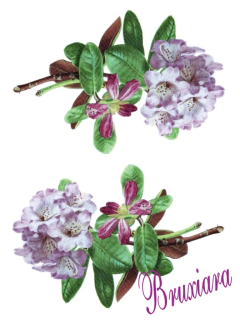 80051 Flor - comprar online