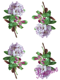 80051 Flor na internet