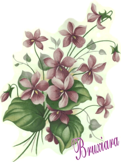 80053 Flor Violeta