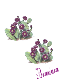80065(A) Cactos - comprar online