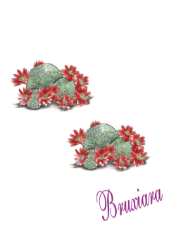 80065(C) Cactos - comprar online