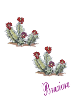 80065(D) Cactos - comprar online