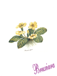 81118(D) Prímula Curvo Vidro