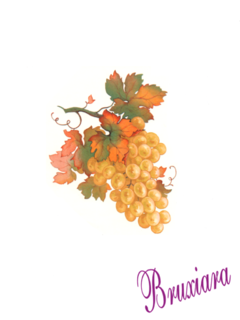 81142(A) Uvas