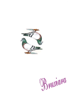 81155(B) Pássaro Urbano Vidro