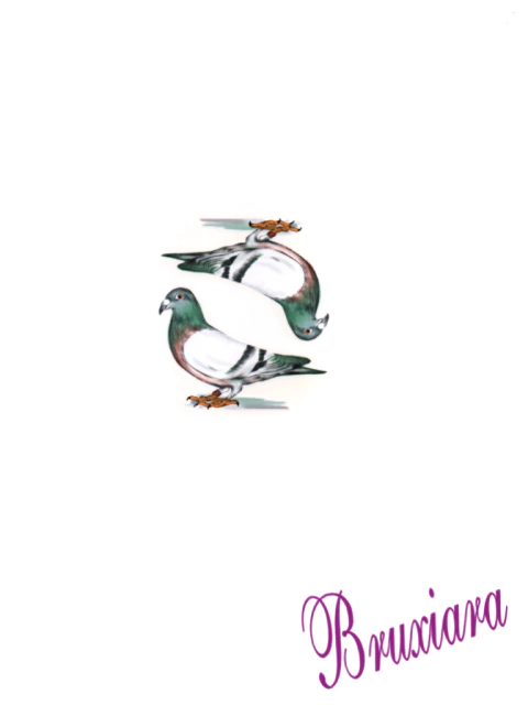 81155(B) Pássaro Urbano Vidro