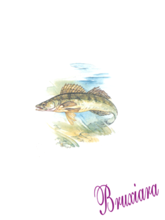 81161(A) Peixe