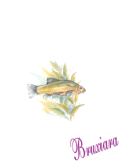 81161(B) Peixe