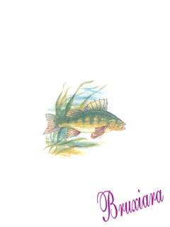 81161(E) Peixe