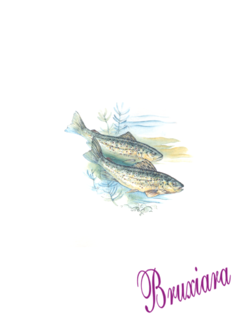 81161(F) Peixe