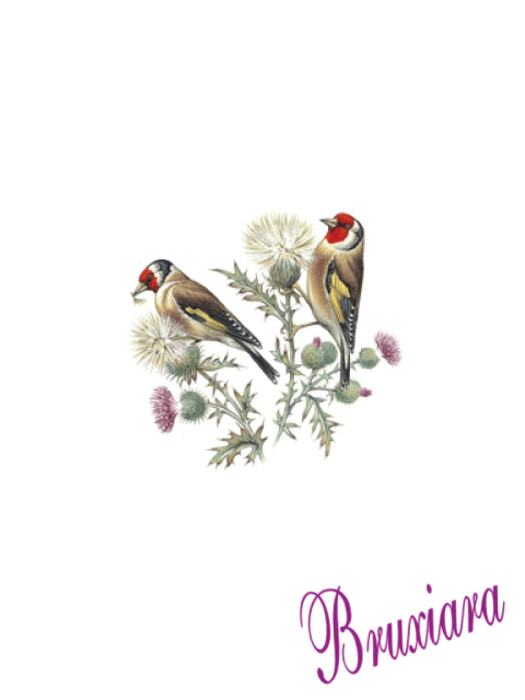 90043(C) Pássaros - comprar online