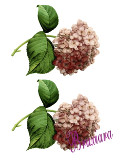 90071(C) Hortência Rosa