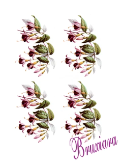 90076 Flor - Bruxiara Porcelanas