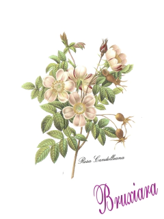 90101 Rosa Candolleana