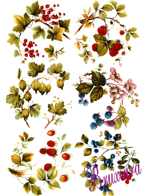 90231 Frutas Selvagens