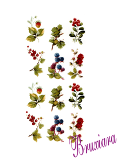 90231 Frutas Selvagens - comprar online