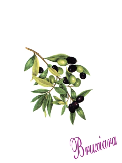 90241 Azeitona - comprar online