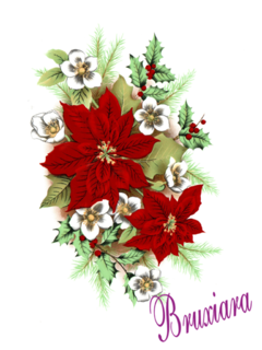 55229 Poinsettia