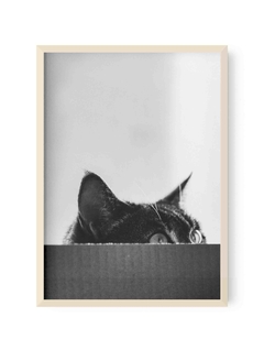 Gato BYN a