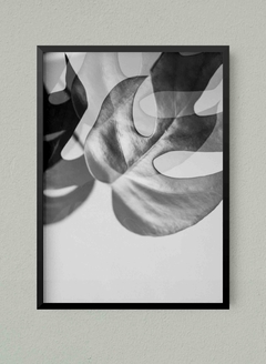 Monstera BYN
