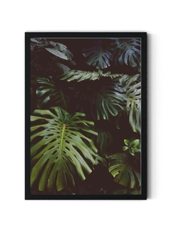 Monstera Jungla