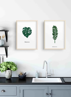 Set Plantas