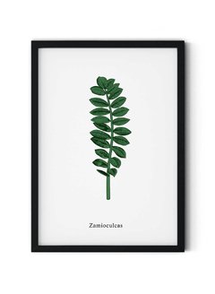 Zamioculcas - comprar online