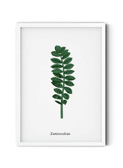 Zamioculcas en internet