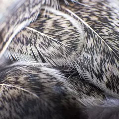 Plumas de Brahma Hen Loose en internet