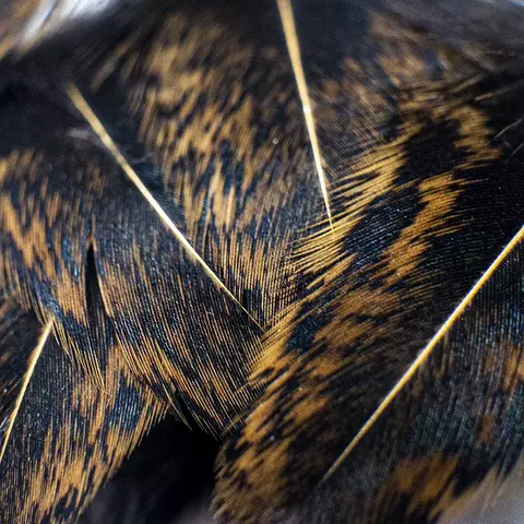 Plumas de Brahma Hen Loose - comprar online