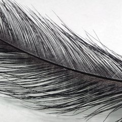 Spey Feather