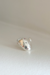 Anillo Shine en internet