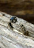 Anillo Annie plata con Labradorita natural