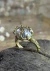 Anillo cuarzo cristal en bronce. Raíces Sylva - Shiló Joyas de Diseño